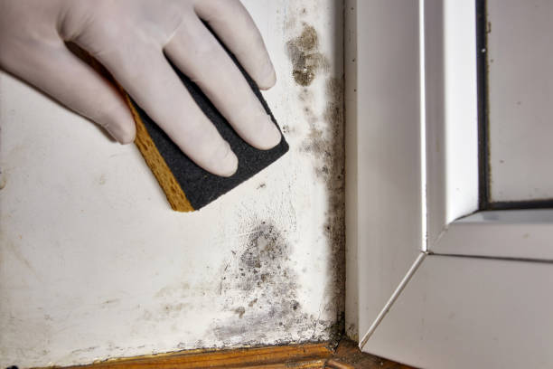 Mold Remediation for Rental Properties in Inkerman, PA